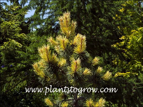 Striking new foliage color in the spring.